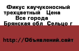 Фикус каучуконосный трехцветный › Цена ­ 500 - Все города  »    . Брянская обл.,Сельцо г.